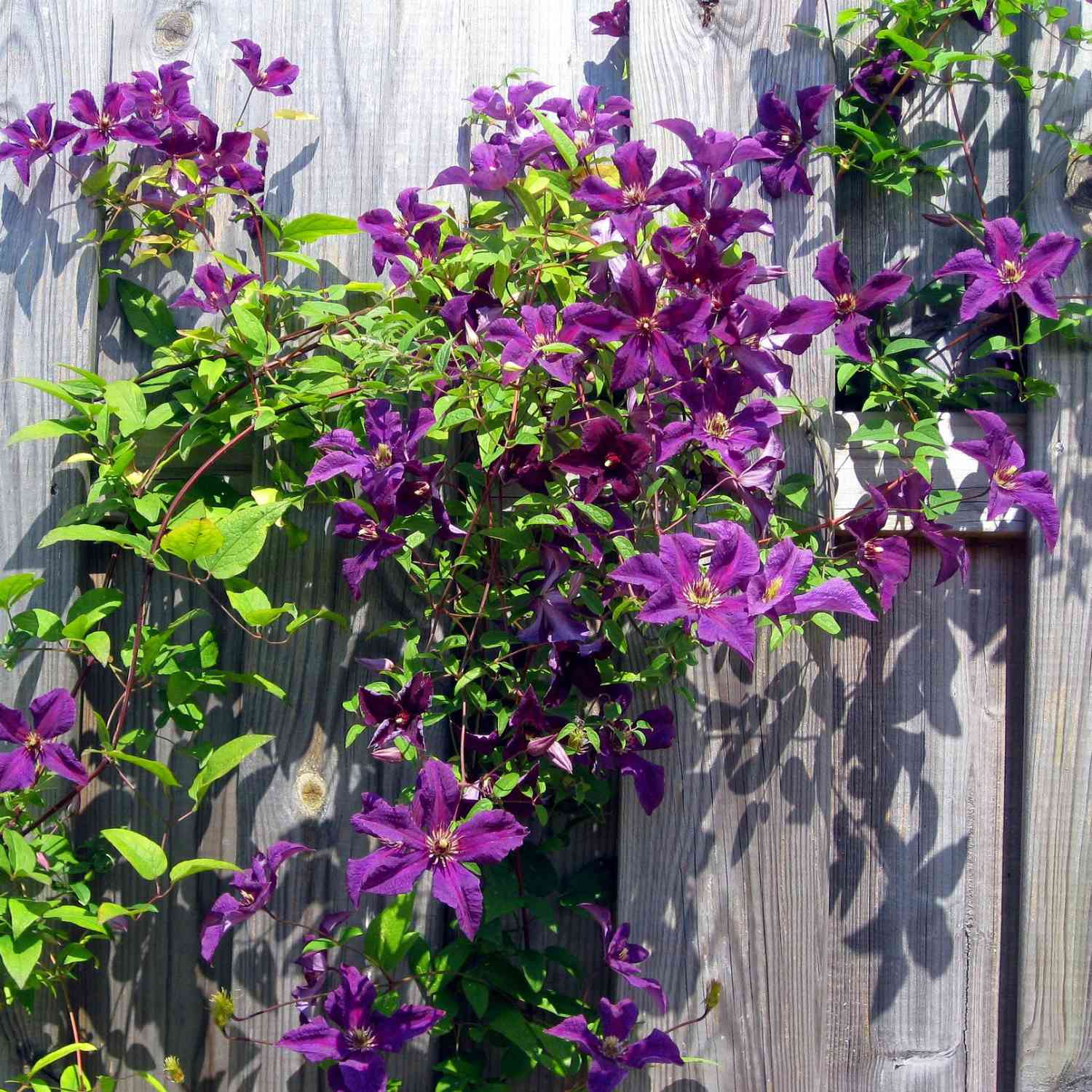 Clematis 'Polish Spirit'