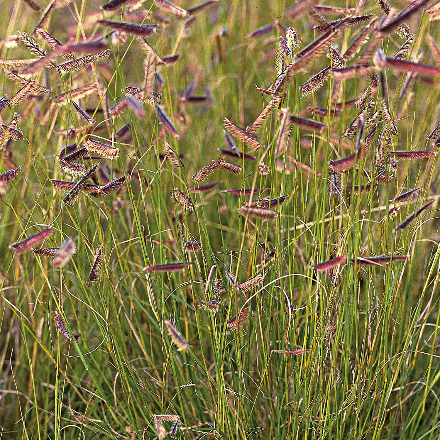 Moskitogras Lieferform: Im 9 cm Topf