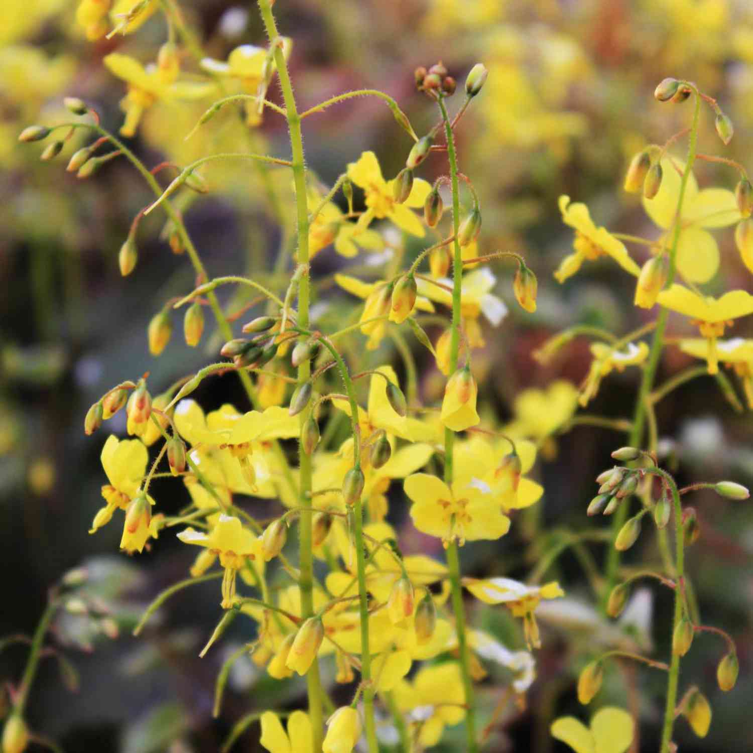 Frohnleiten Elfenblume 'Frohnleiten' Frohnleiten Elfenblume 'Frohnleiten'