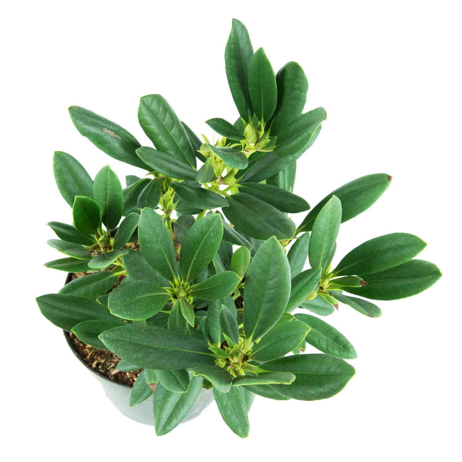 Rhododendron 'Hachmanns Charmant®'