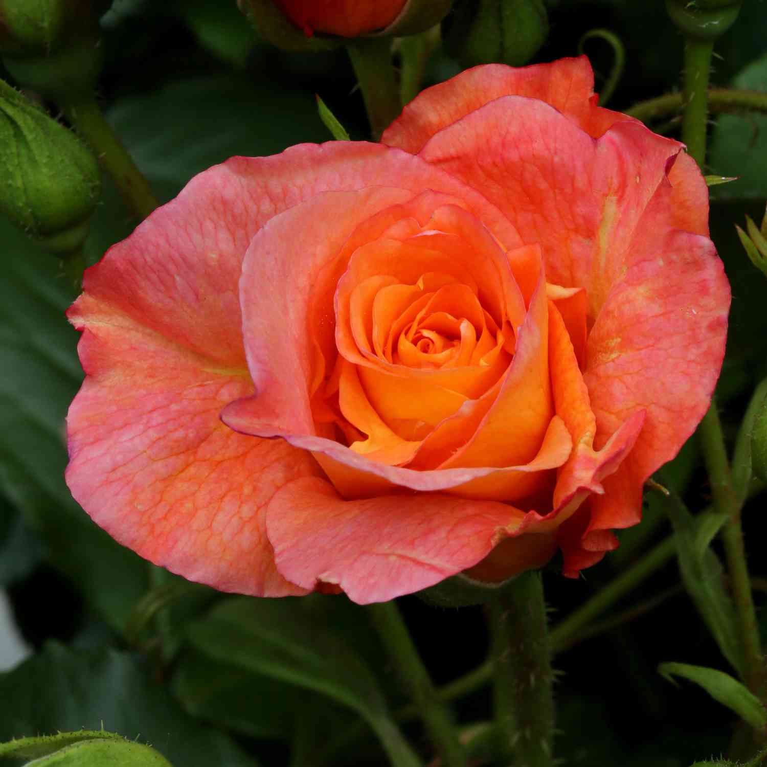 Strauchrose 'Westerland®'
