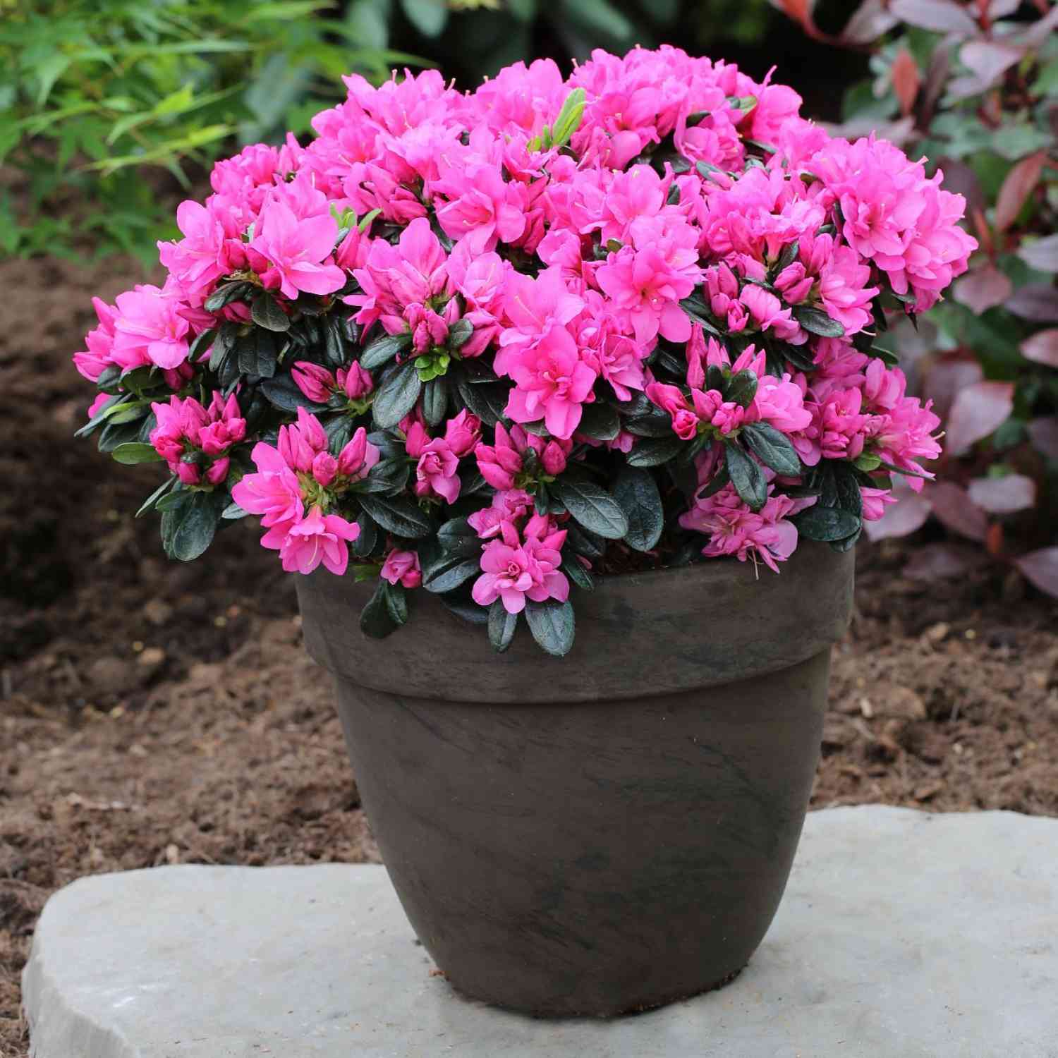 Japanische Azalee 'Melina'