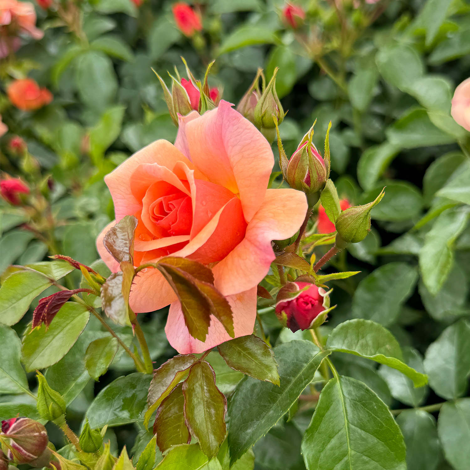 Beetrose 'Aprikola' Beetrose 'Aprikola'