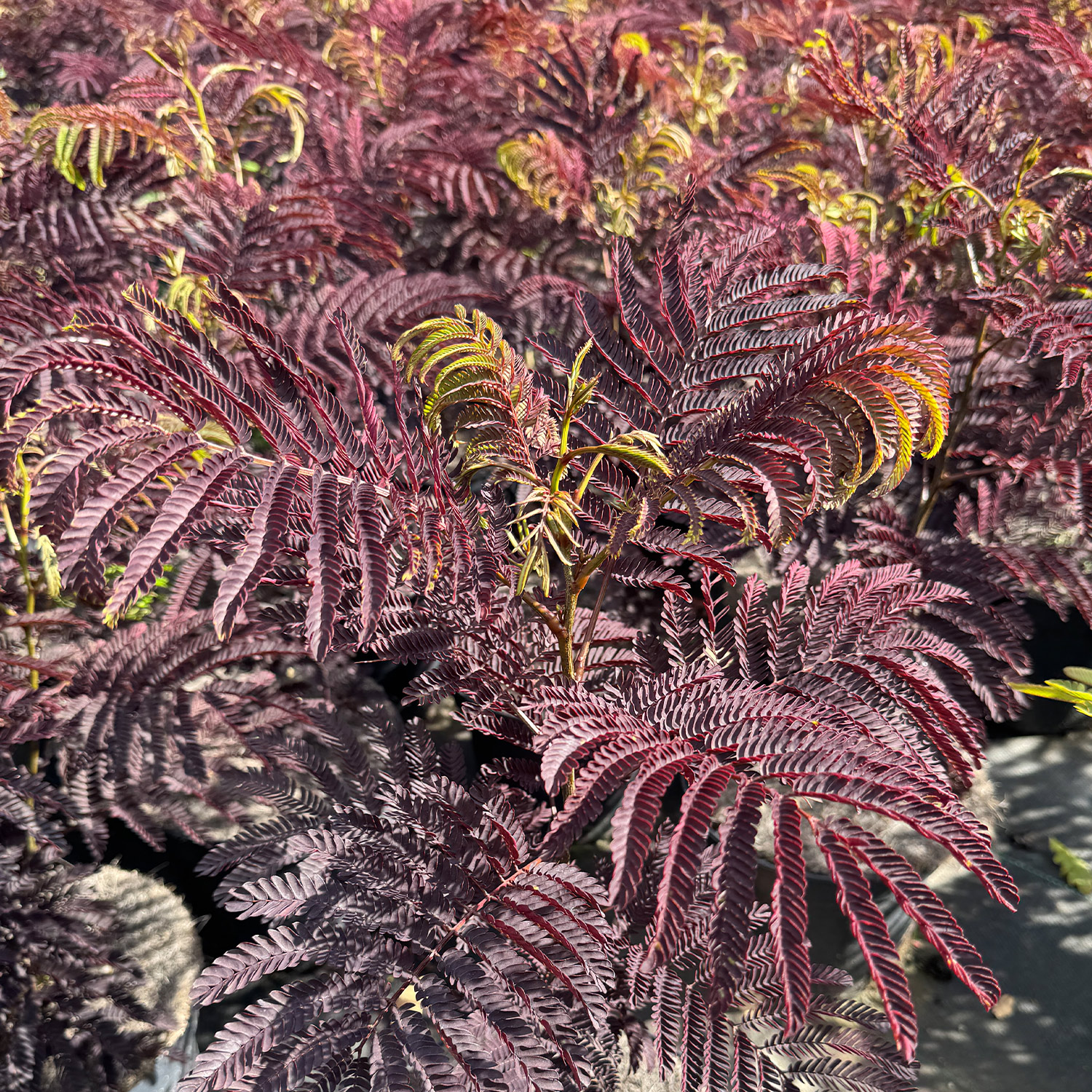 Seidenbaum 'Summer Chocolate' Seidenbaum 'Summer Chocolate'