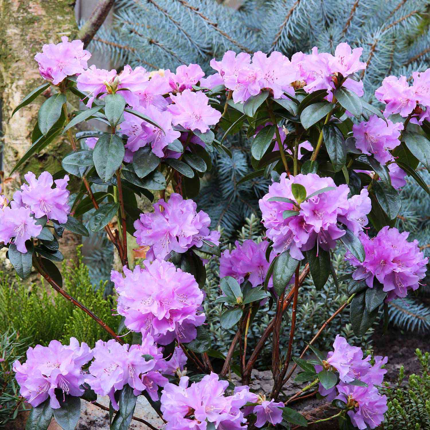 Zwerg-Rhododendron 'Praecox'