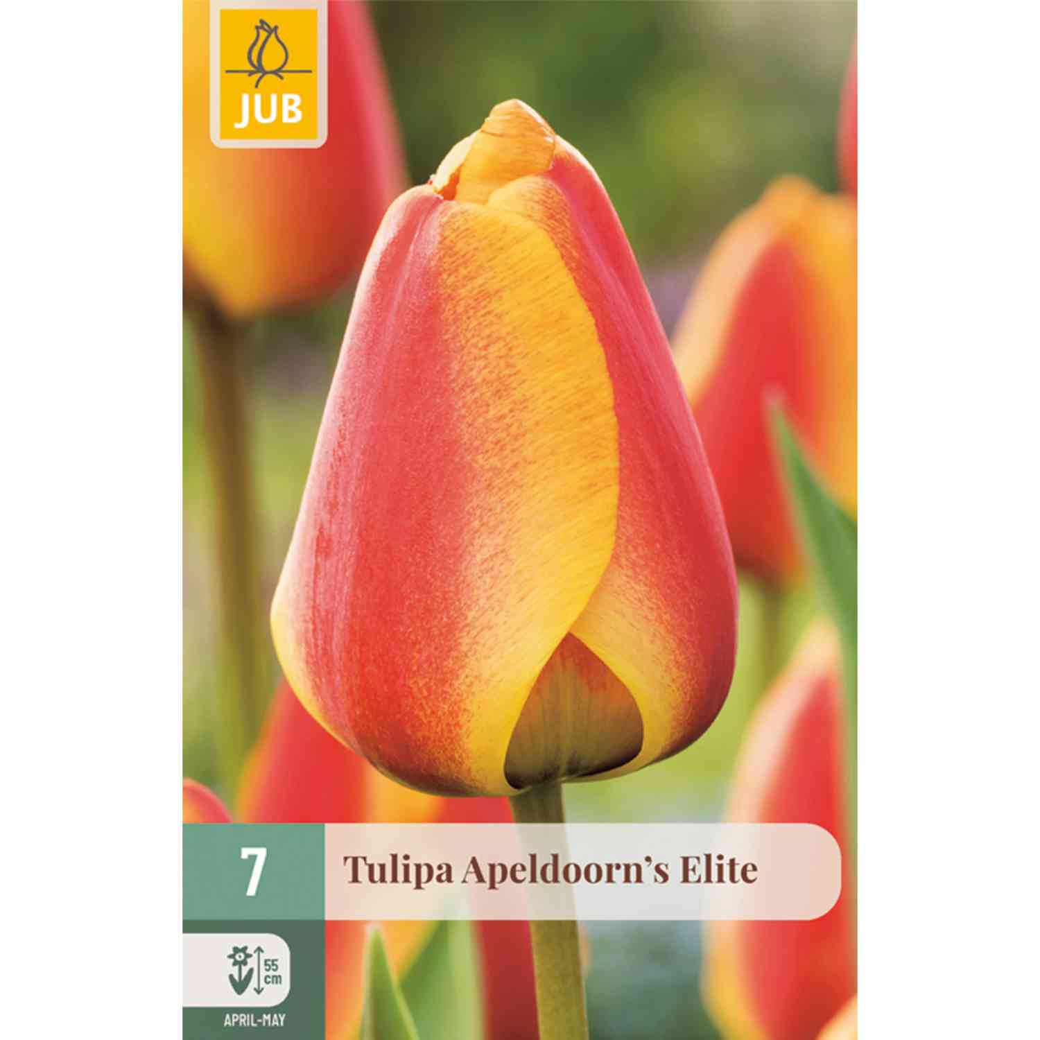 Darwin-Hybrid Tulpe 'Apeldoorn's Elite' - 7 Stück