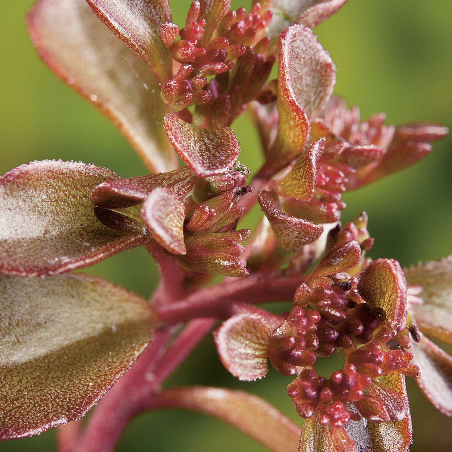 Teppich-Fettblatt 'Voodoo' Lieferform: Im 9 cm Topf