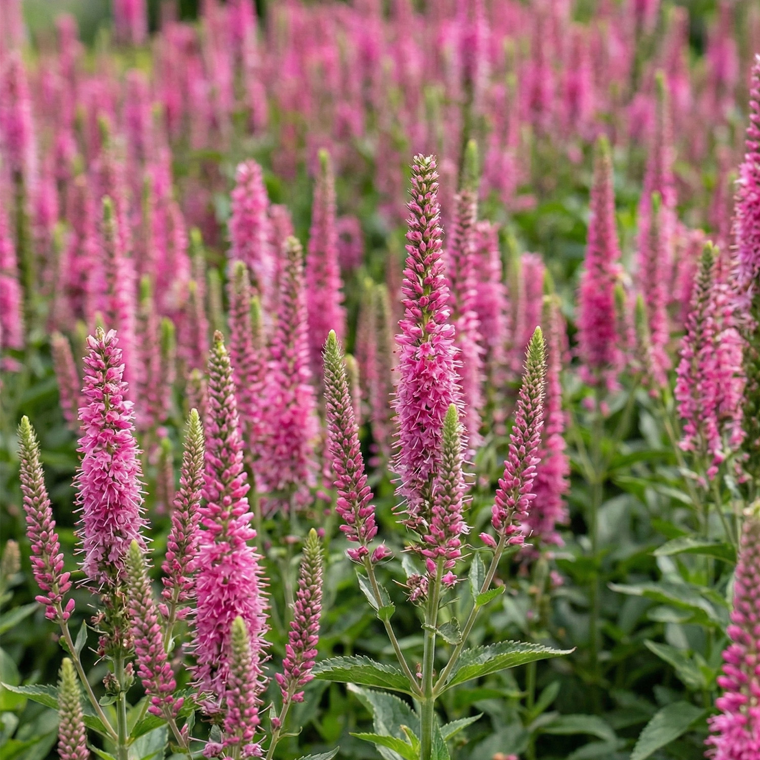 Ehrenpreis 'First Love'