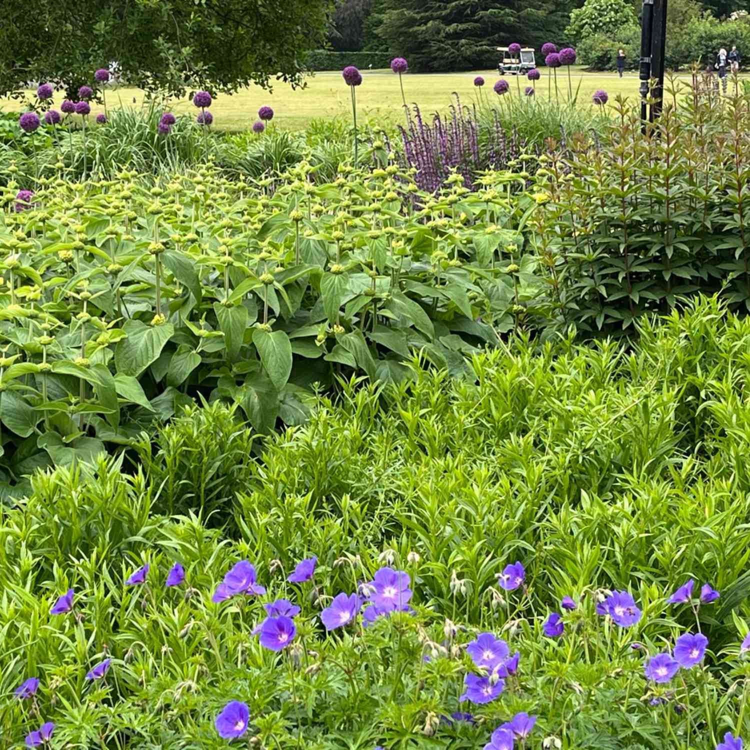 Storchschnabel 'Rozanne®'