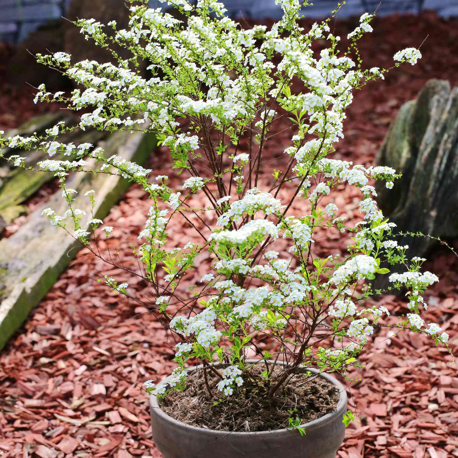 Weiße Rispenspiere 'Grefsheim'
