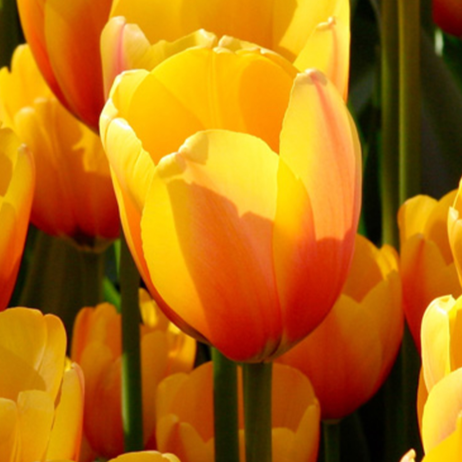 Darwin-Hybrid Tulpe 'Apeldoorn's Elite' - 7 Stück Liefergröße: Zwiebelgröße 11/12