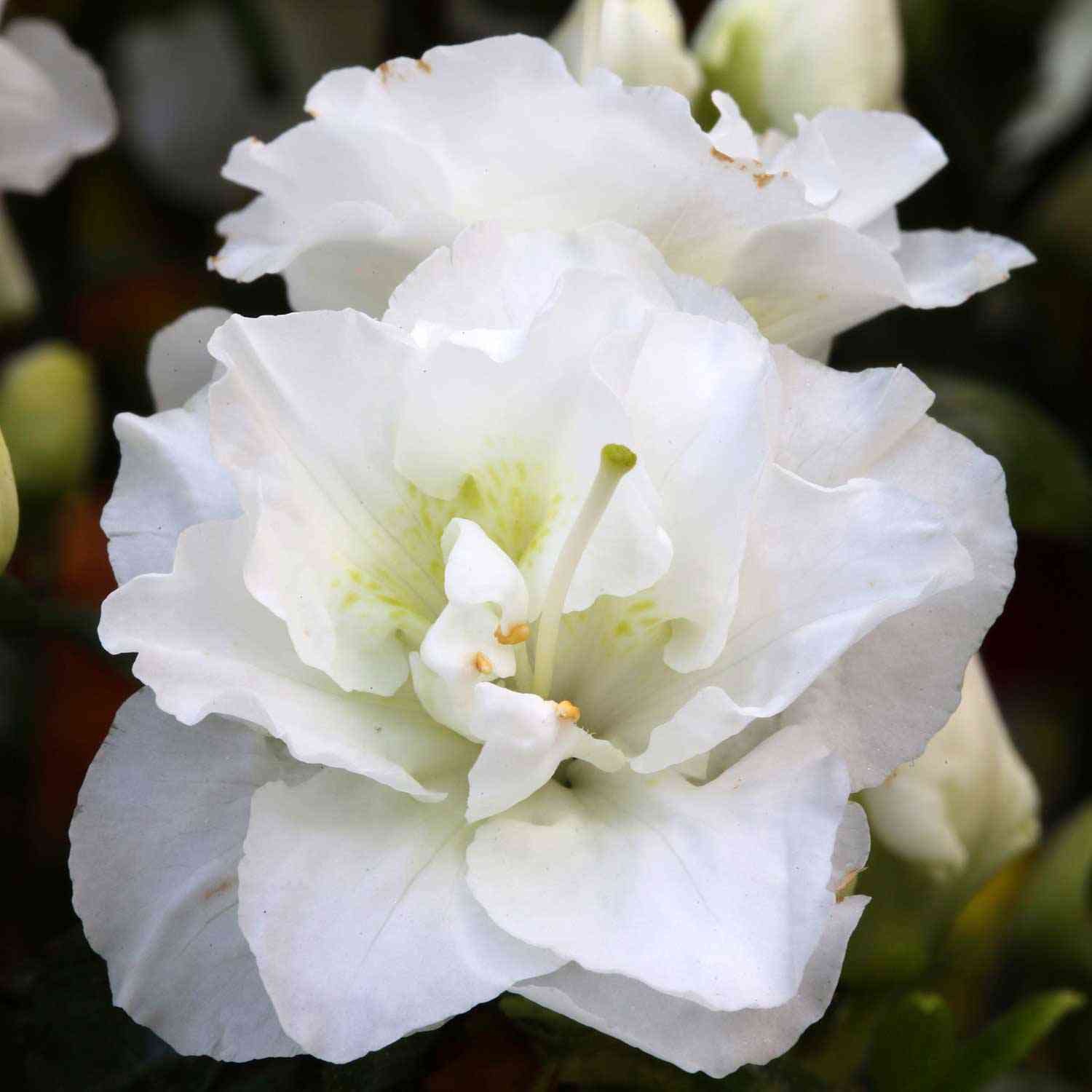 Japanische Azalee 'Schneeperle'