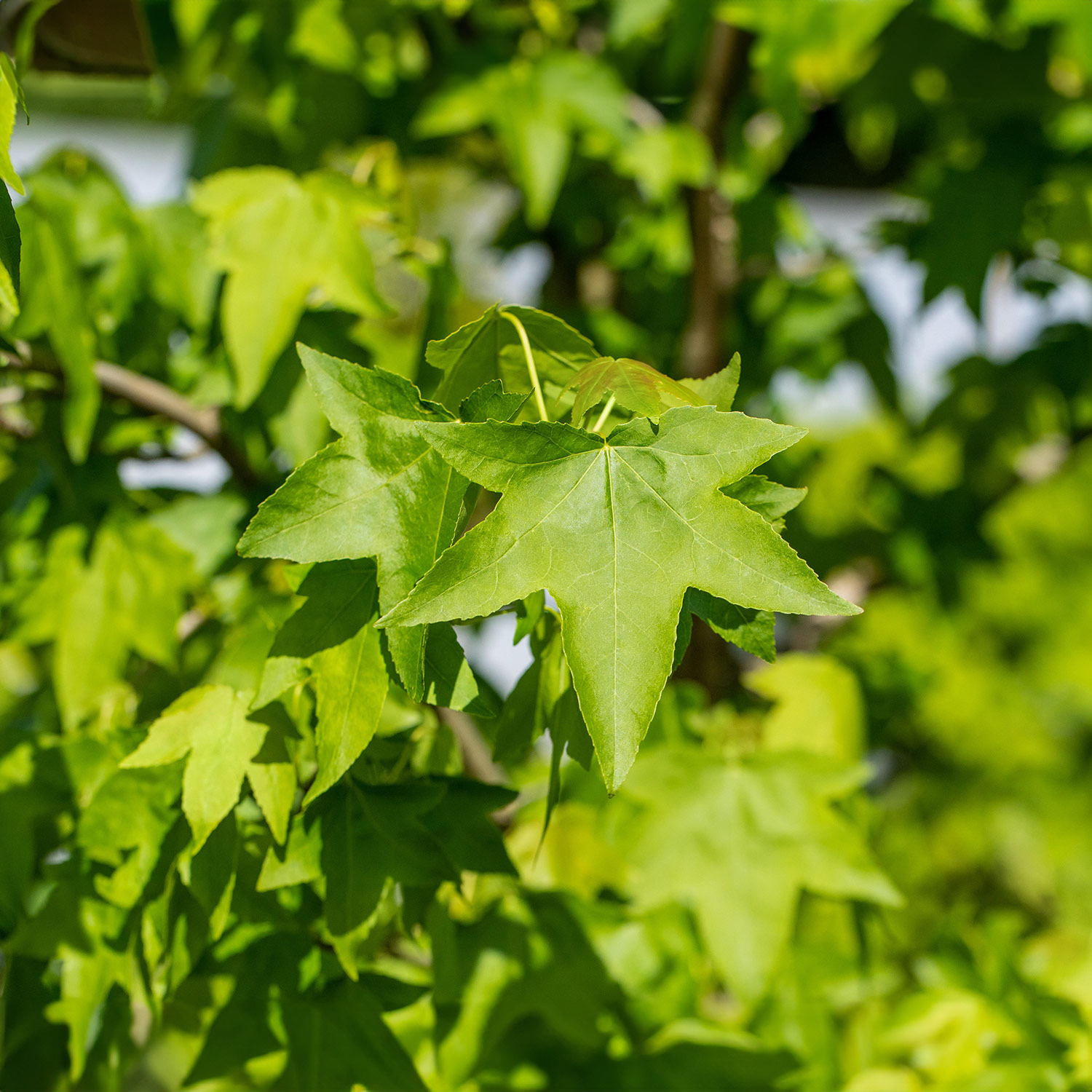 Amberbaum C 5 80 - 100 Liefergröße: 80-100 cm