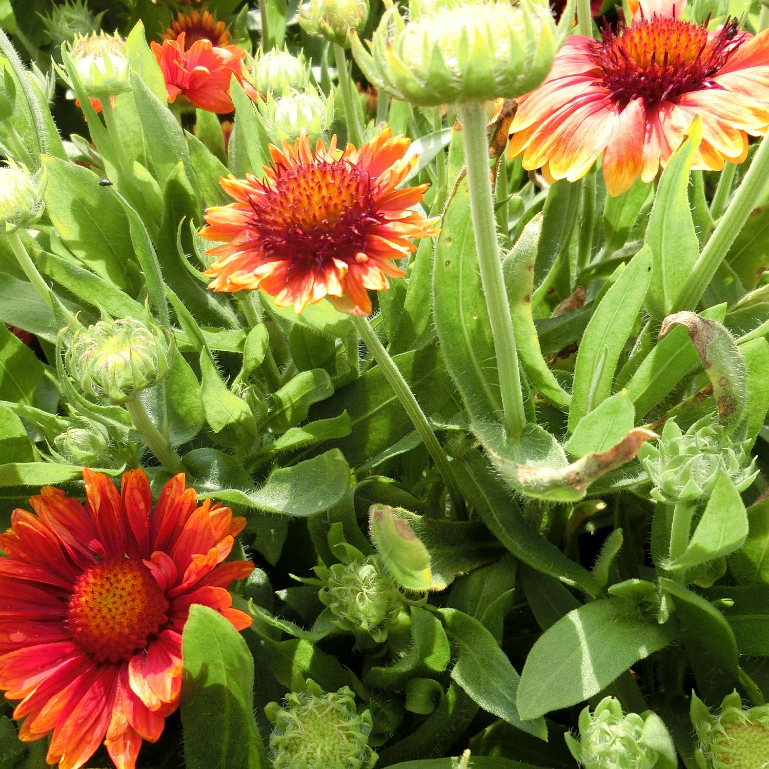 Kategorie <b>Stauden </b> - Kokardenblume 'Arizona Red Shades' Lieferform: Im 9 cm Topf - Gaillardia 'Arizona Red Shades'