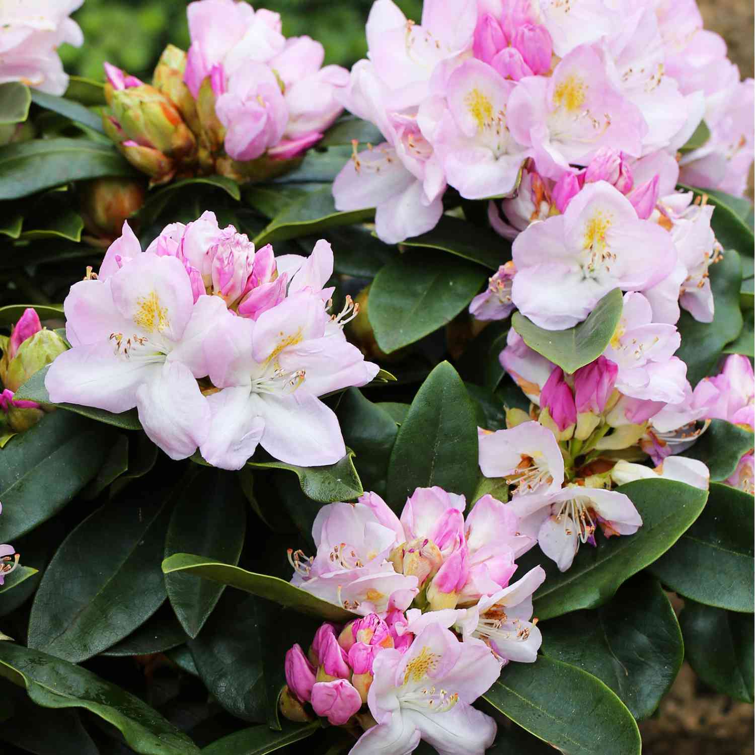 Rhododendron 'Gomer Waterer'