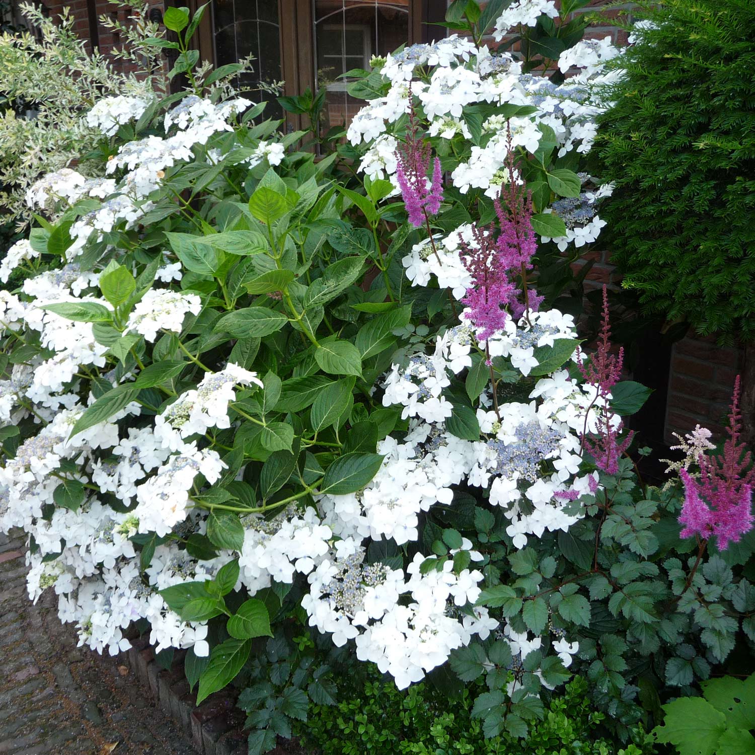 Tellerhortensie 'Lanarth White' Liefergröße: 30 - 40 cm