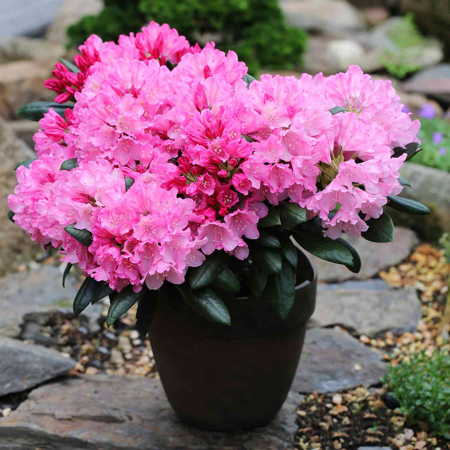 Ball-Rhododendron 'Kalinka'