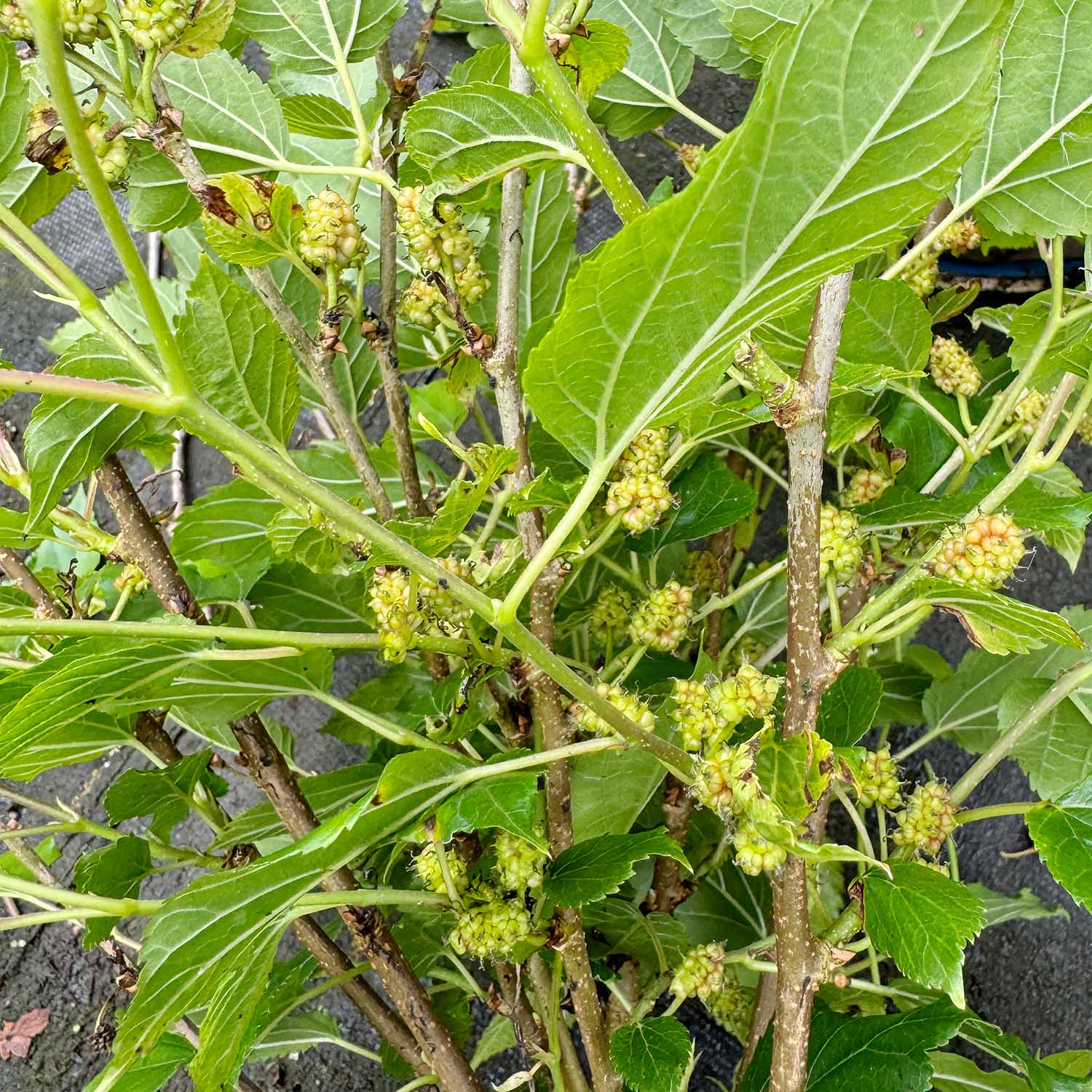 Maulbeere 'Bombyx® Sisiphus Everbearing' Maulbeere 'Bombyx® Sisiphus Everbearing'