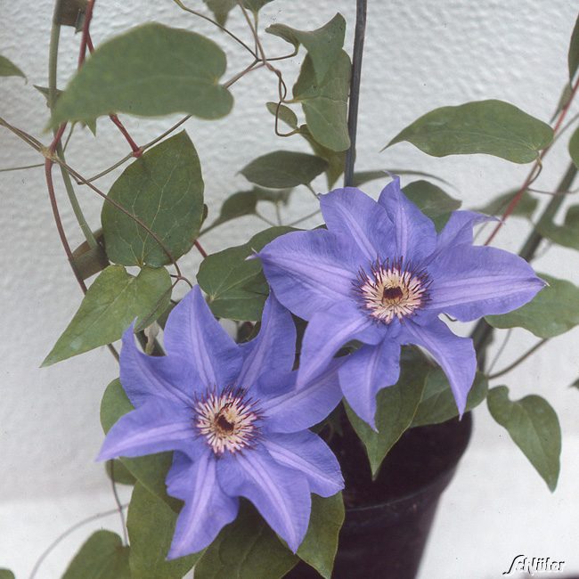 Clematis 'Königskind®' Liefergröße: 40 - 60 cm