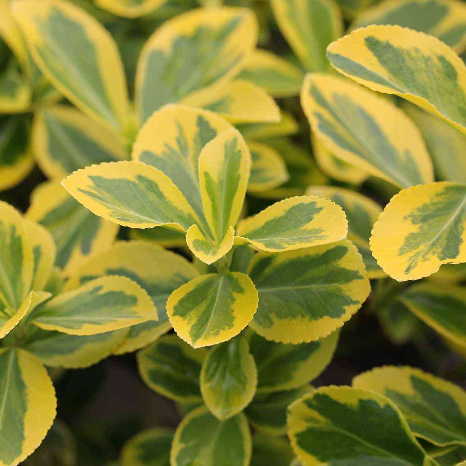 Kriechspindel 'Emerald´n Gold' auf Stamm
