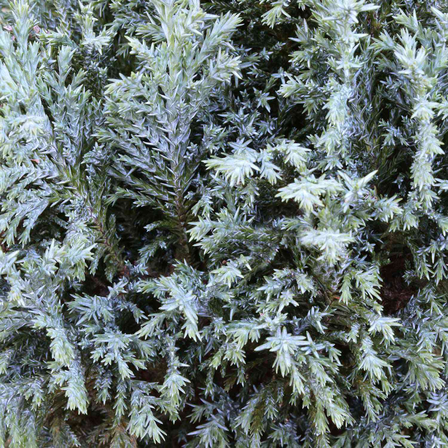 Säulenzypresse 'Ellwoodii' Säulenzypresse 'Ellwoodii'