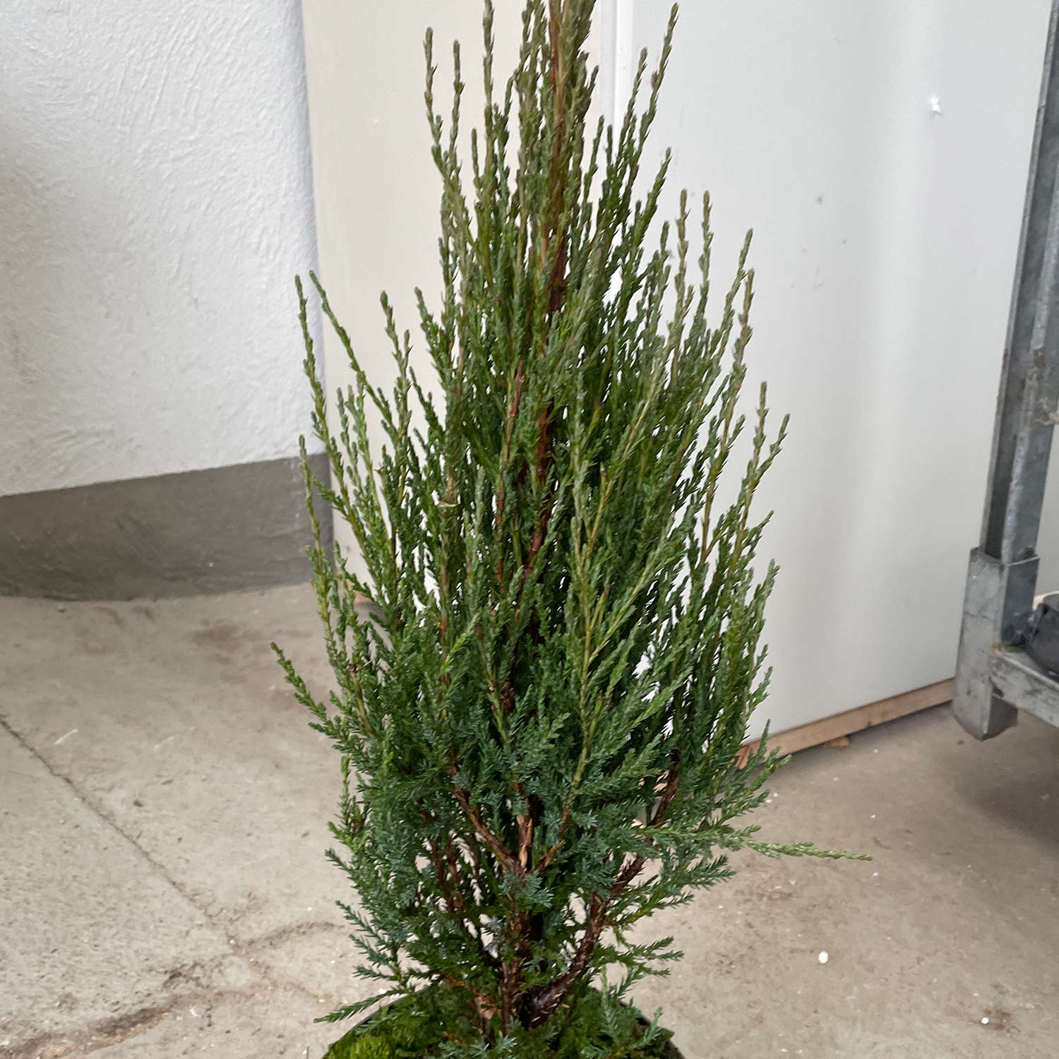 Raketenwacholder 'Blue Arrow' Raketenwacholder 'Blue Arrow'