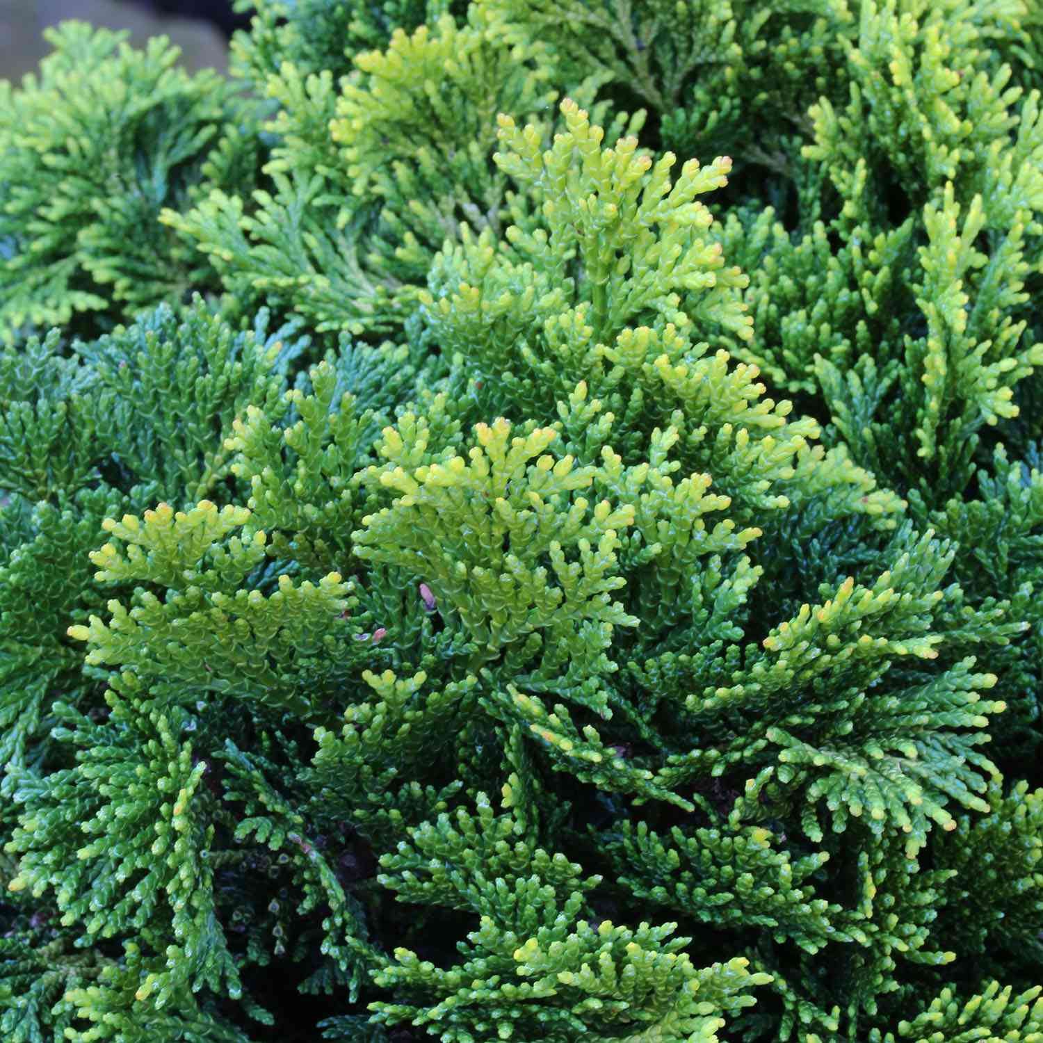 Muschelzypresse 'Nana Gracilis' Muschelzypresse 'Nana Gracilis'