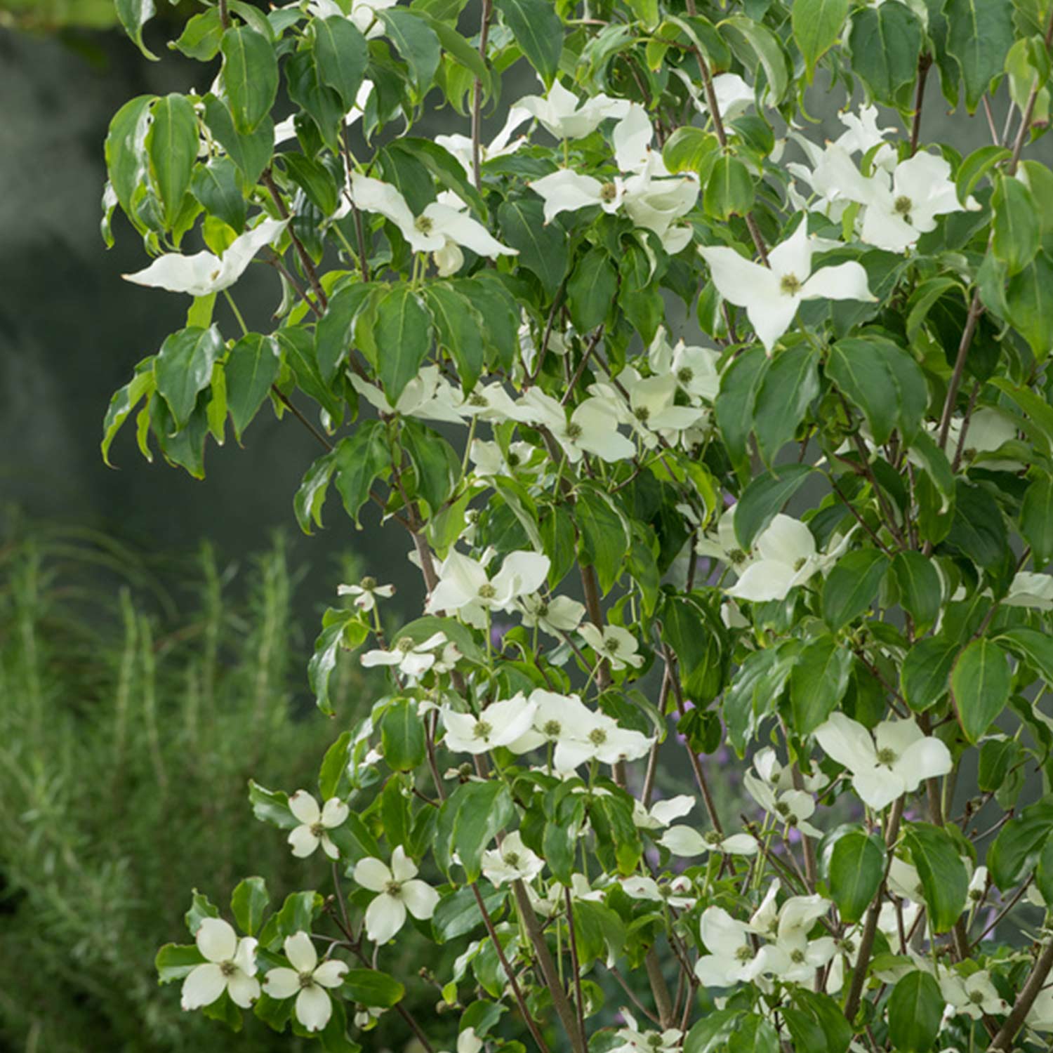 Japanischer Blumen-Hartriegel 'Bultinck's Giant Flower' C5 80/100 Liefergröße: 80 - 100 cm