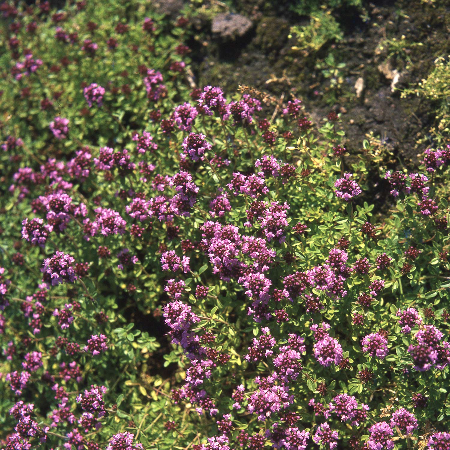 Rosa Thymian - Wilder Feldthymian - 3 Stück Liefergröße: | 3 Stück
