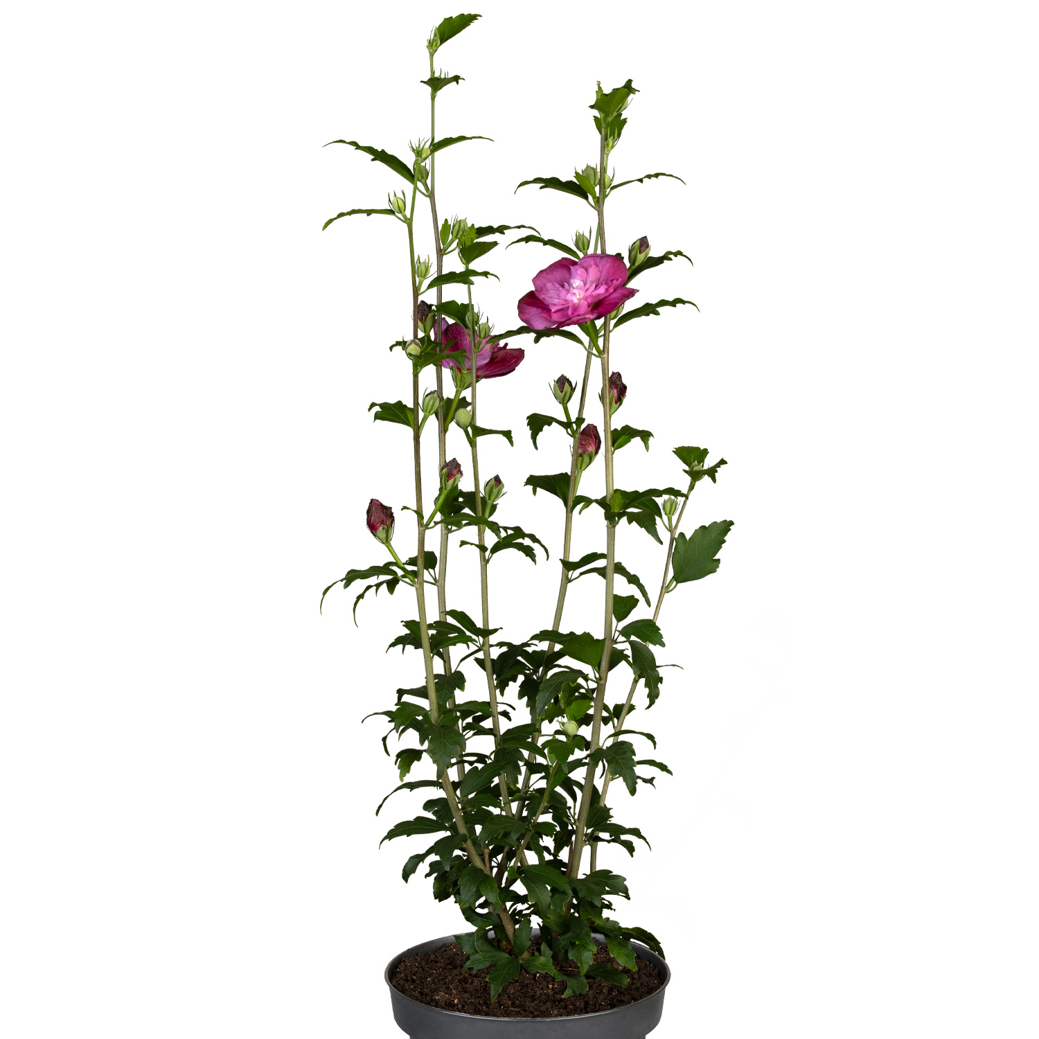 Kategorie <b>Blütensträucher und Ziergehölze </b> - Garteneibisch / Hibiskus 'Purple Ruffles®', 3 - 5 Liter, 60 - 80 cm Liefergröße: 60 - 80 cm - Hibiscus syriacus 'Purple Ruffles®'