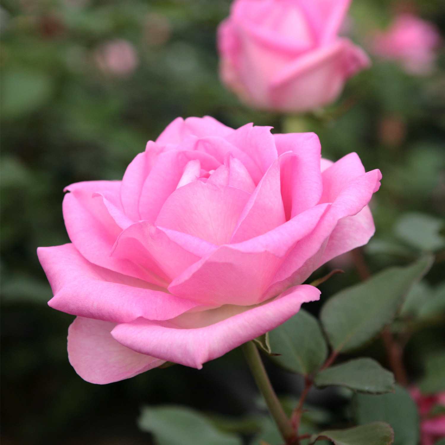 Edelrose 'Beverly' 5 Liter Topf Lieferform: Im 5 Liter Topf