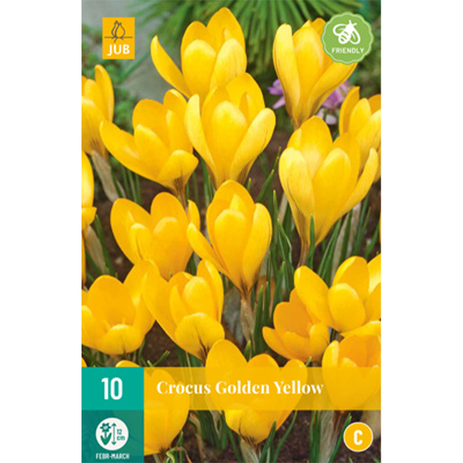 Großblumige Krokusse 'Golden Yellow' - 10 Stück Liefergröße: Zwiebelgröße 8-9