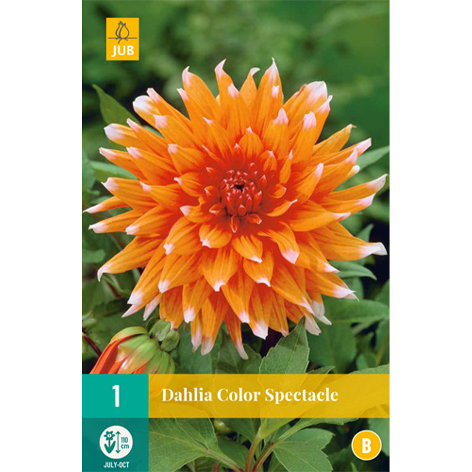 Kategorie <b>Produkt ohne Kategoriezuordnung </b> - Kaktusdahlie 'Color Spectacle' Lieferform: Blumenzwiebelbeutel mit Bildkarte - Dahlia