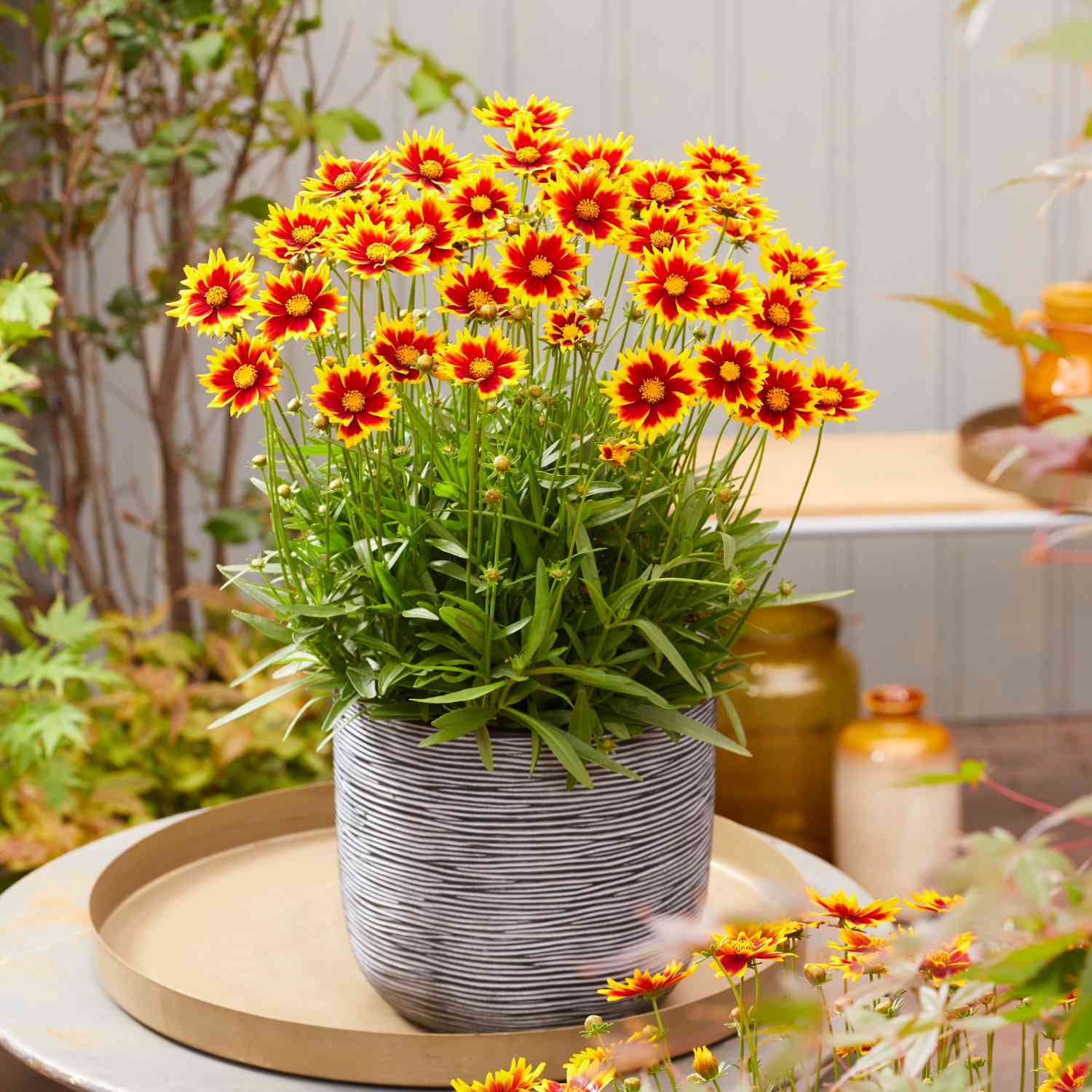 Großblumiges Mädchenauge 'Solar Jewel'