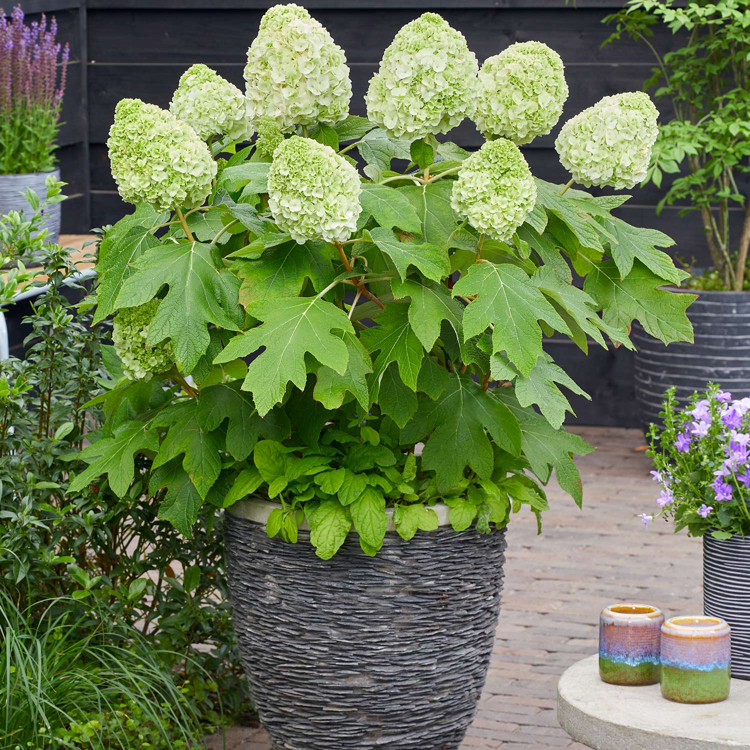 Kategorie <b>Blütensträucher und Ziergehölze </b> - Eichenblättrige Hortensie 'Tara®' C5 40 - 60 cm Liefergröße: 40 - 60 cm - Hydrangea quercifolia 'Tara®'