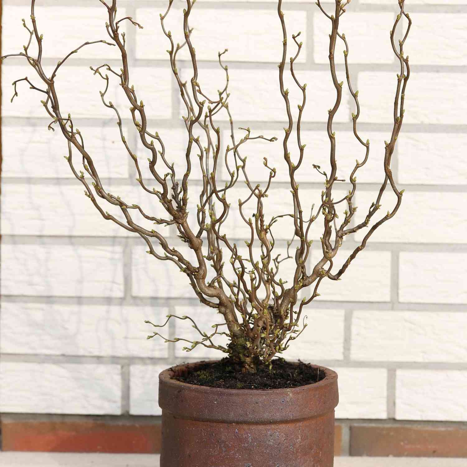 Korkenzieher-Hasel 'Twister' Korkenzieher-Hasel 'Twister'