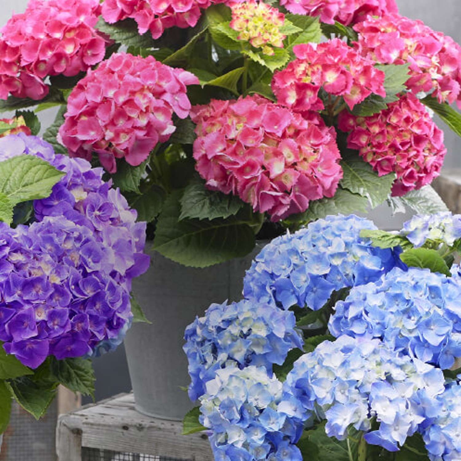Zwerg-Hortensie 'Little Pink' Lieferform: Im Topf