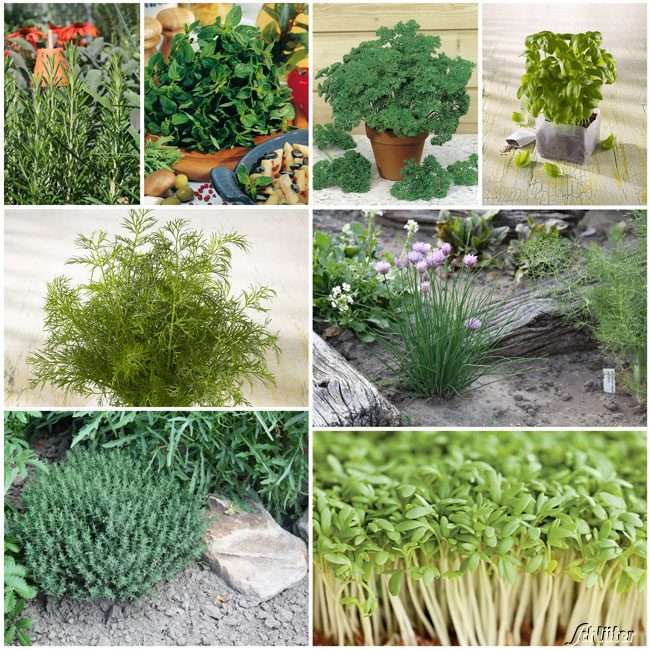 Saatgut-Set 'Basic Kräuter-Garten' - 8 Sorten Liefergröße: | 8 Packungen
