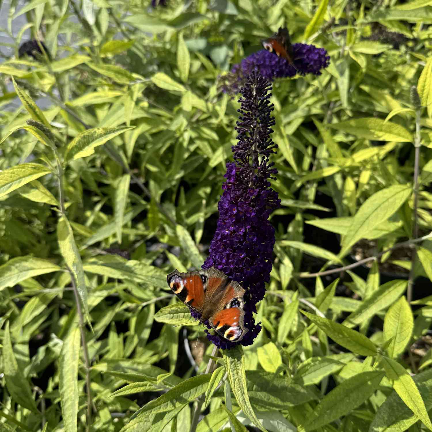 Schmetterlingsflieder 'Magda´s Gold Knight®' Schmetterlingsflieder 'Magda´s Gold Knight®'