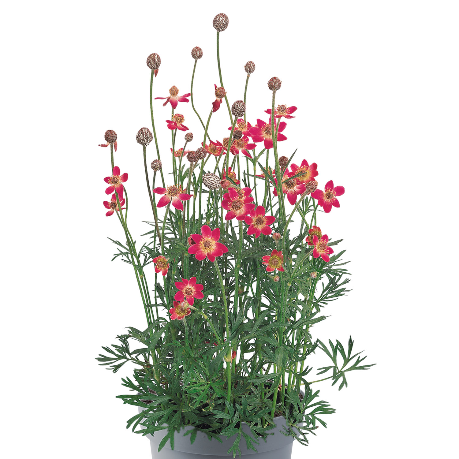 Kategorie <b>Stauden </b> - Pazifisches Windröschen 'Annabella Deep Rosea' Lieferform: Im 9 cm Topf - Anemone multifada 'Annabella Deep Rosea'