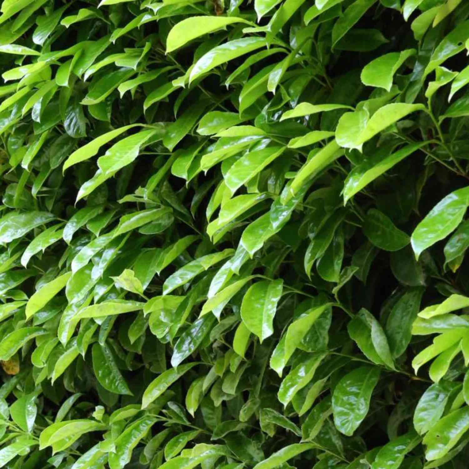 Kirschlorbeer 'Novita' Kirschlorbeer 'Novita'