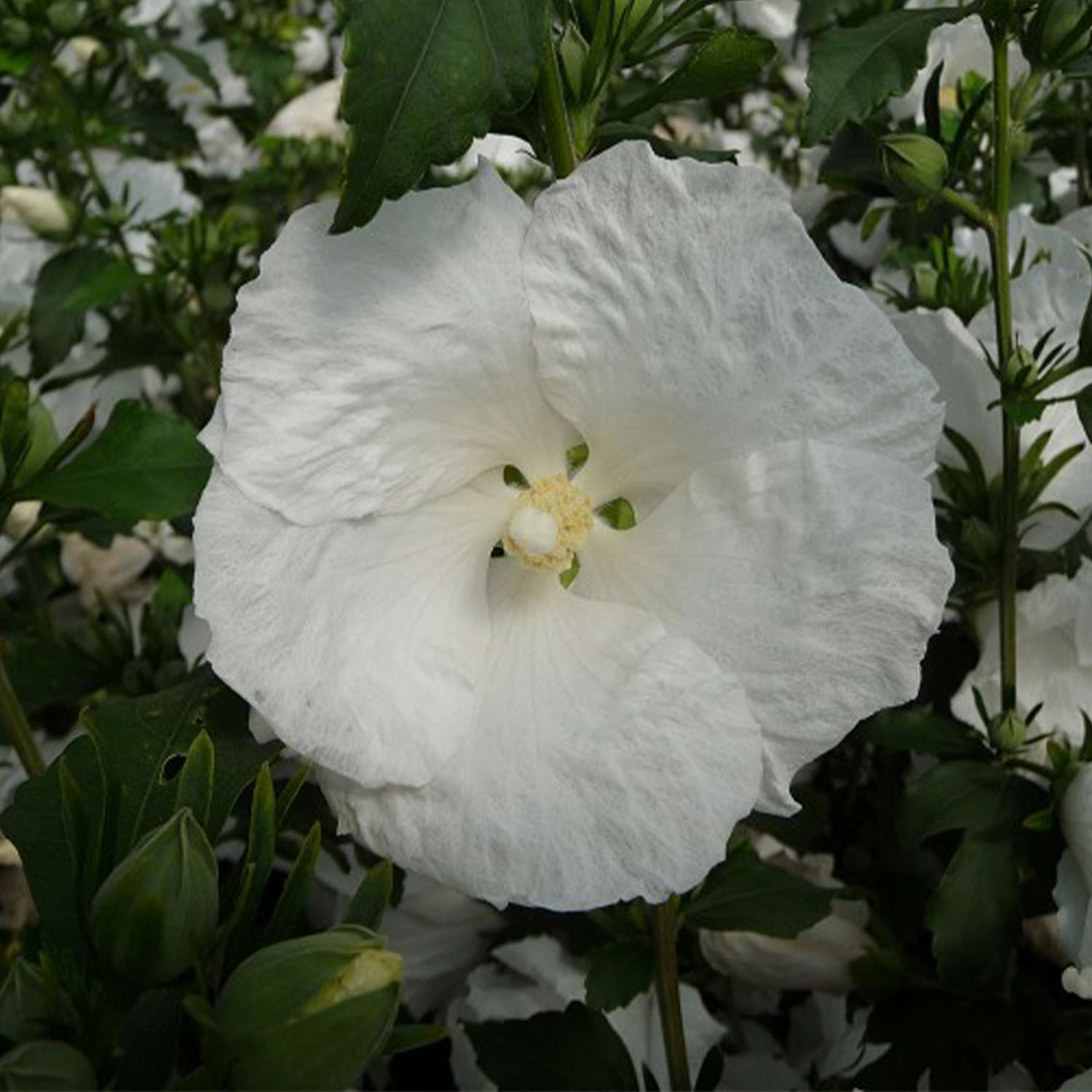 Garteneibisch 'Diana', 3 - 5 Liter, 60 - 80 cm Liefergröße: 60-80 cm