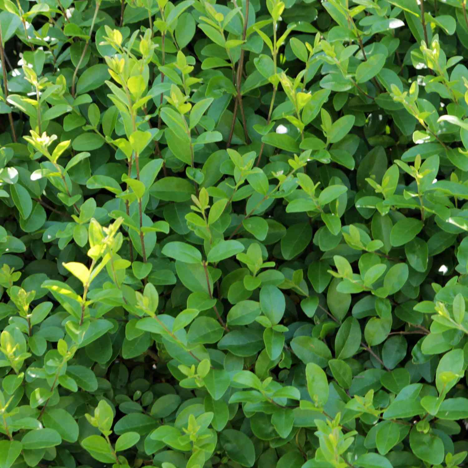 Wintergrüner Liguster 'Atrovirens' Wintergrüner Liguster 'Atrovirens'