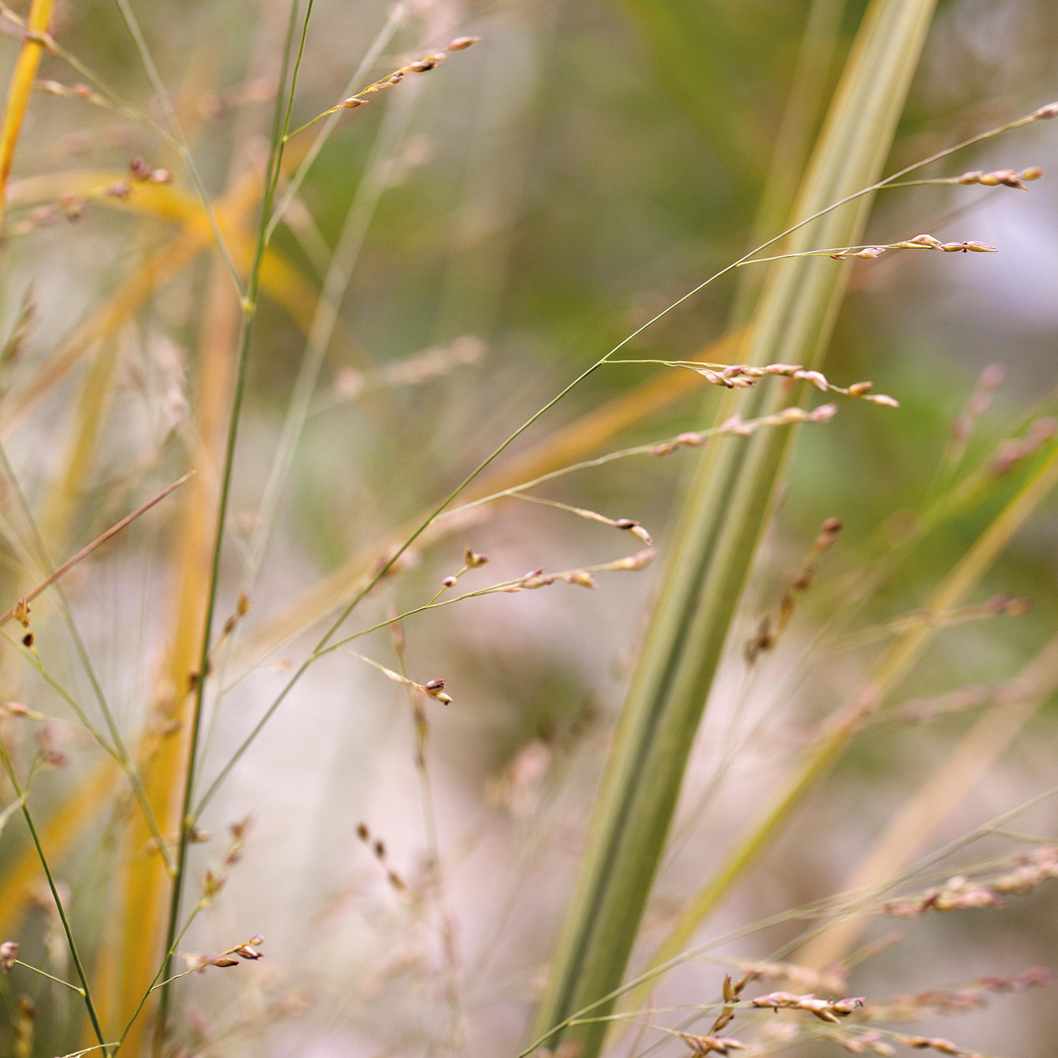 Rutenhirse 'Northwind'