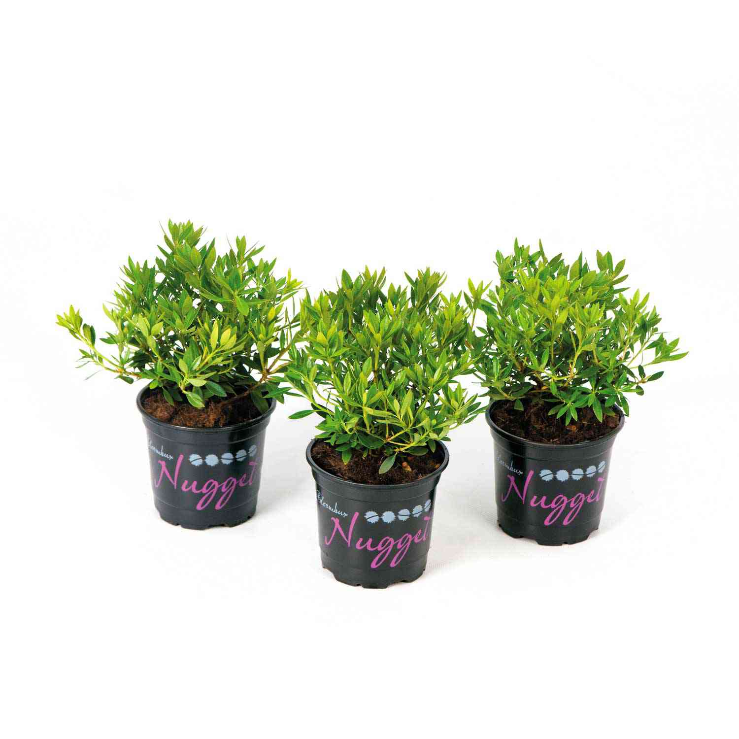 Rhododendron Nugget by 'Bloombux®' - der blühende Buchsbaumersatz