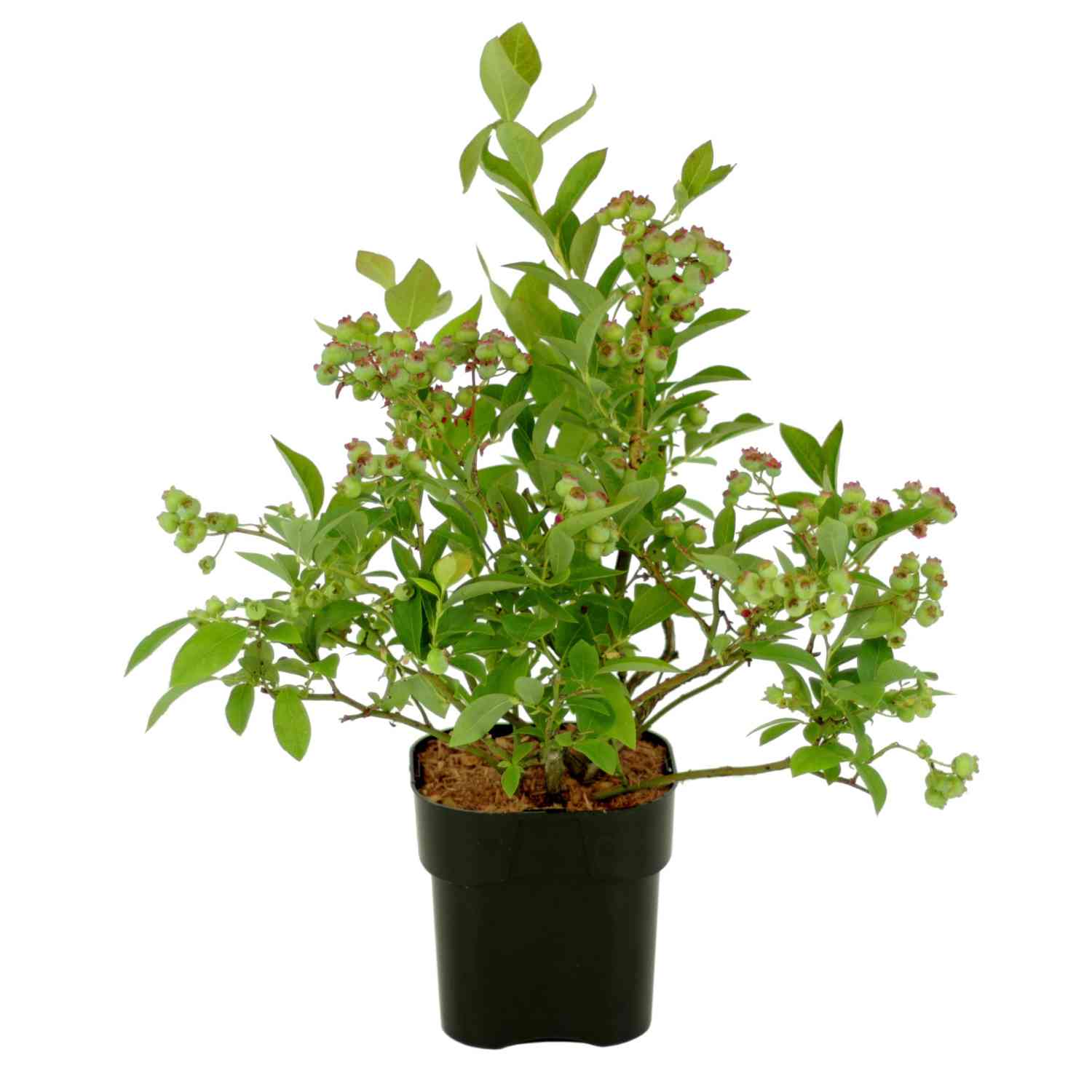 Heidelbeere 'Brigitta Blue'