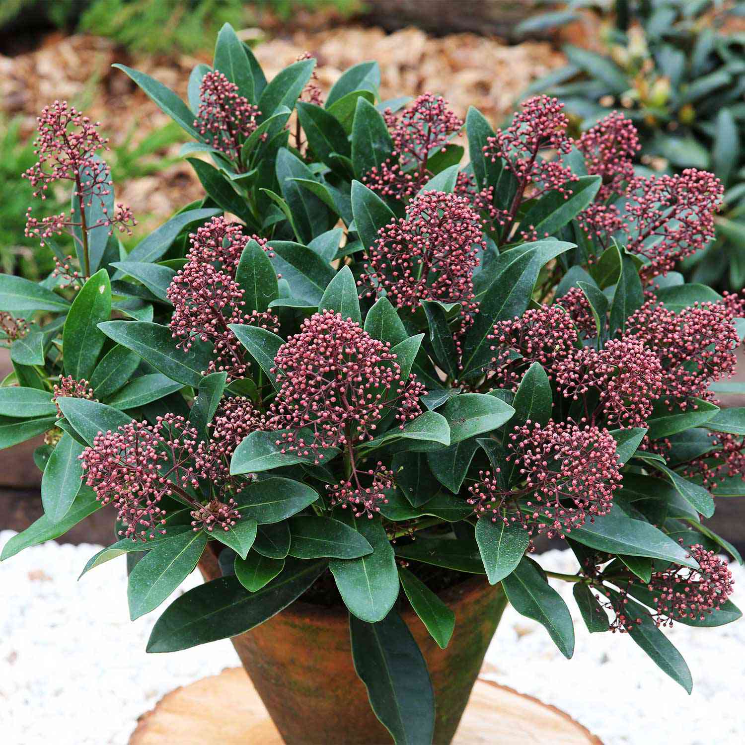 Blütenskimmie 'Rubella'