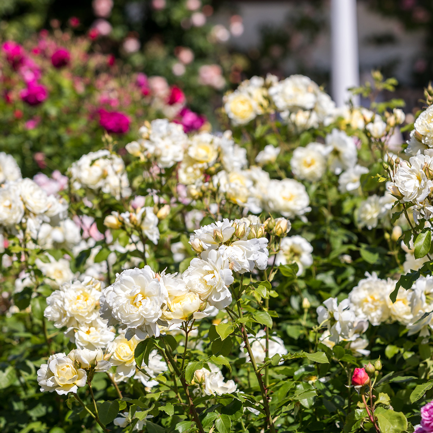 Englische Rose 'Imogen'