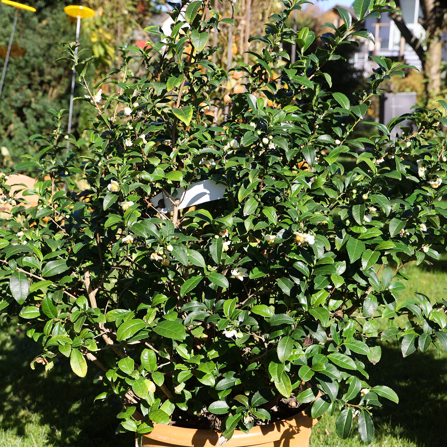 Kategorie <b>Blütensträucher und Ziergehölze </b> - Echter Tee 'Fresh-T® Bloomtea®' Lieferform: Im 2 Liter Topf - Camelia sinensis 'Fresh-T® Bloomtea®'