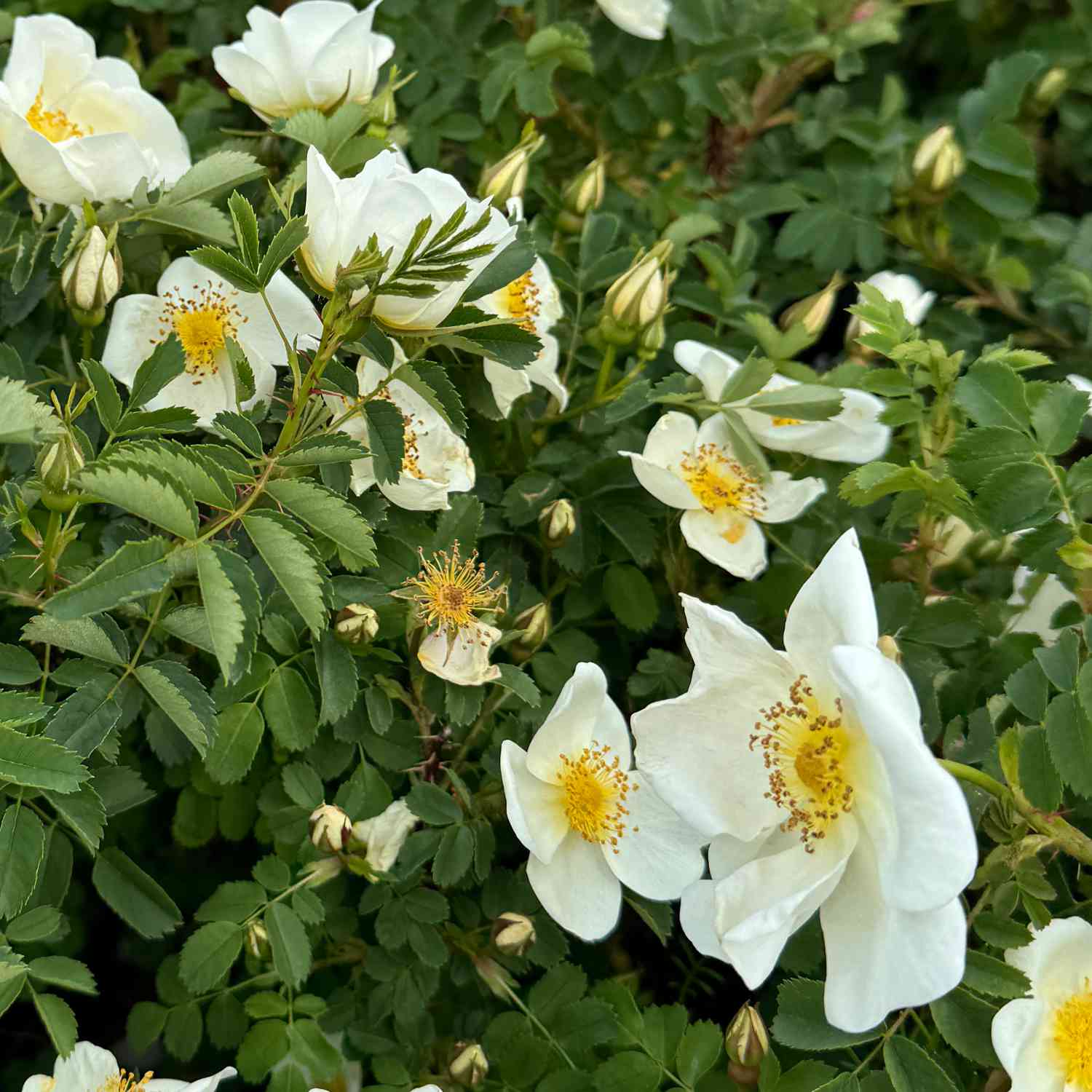 Bibernellrose / Dünenrose Bibernellrose / Dünenrose